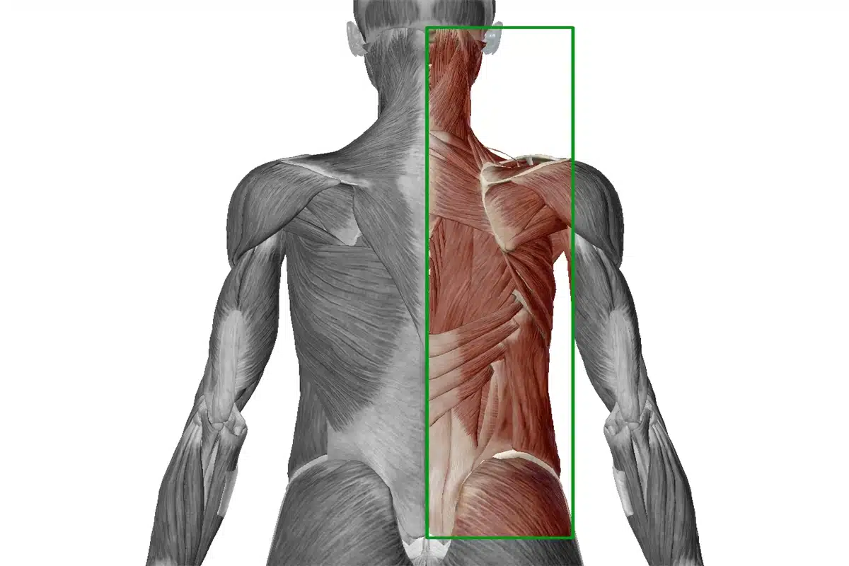 Músculos profundos del dorso: Ilustración anatómica de los músculos profundos y planos medios del dorso humano, vista posterior.