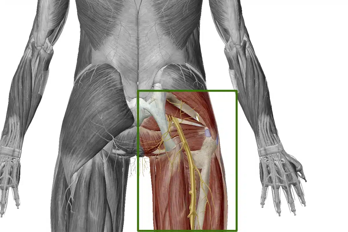 Trayecto anatómico del nervio ciático desde el plexo lumbosacro hasta la pierna, en vista posterior.